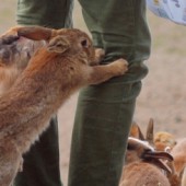 Một ngày phượt trên "Đảo Thỏ"
